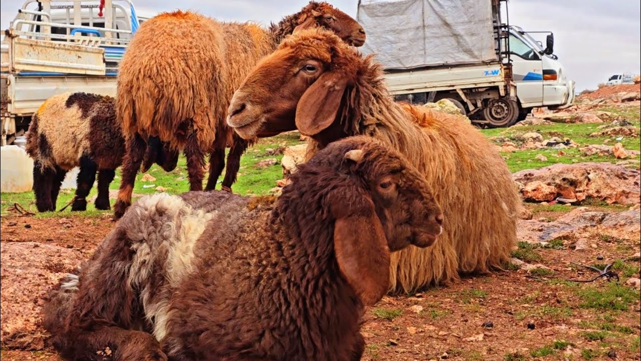 سوق الغنم في محافظة إدلب ٢٧/ ١١/ ٢٠٢٤ أسعار الغنم واللحم والخراف و تبن الحنطة و تبن الجلبان