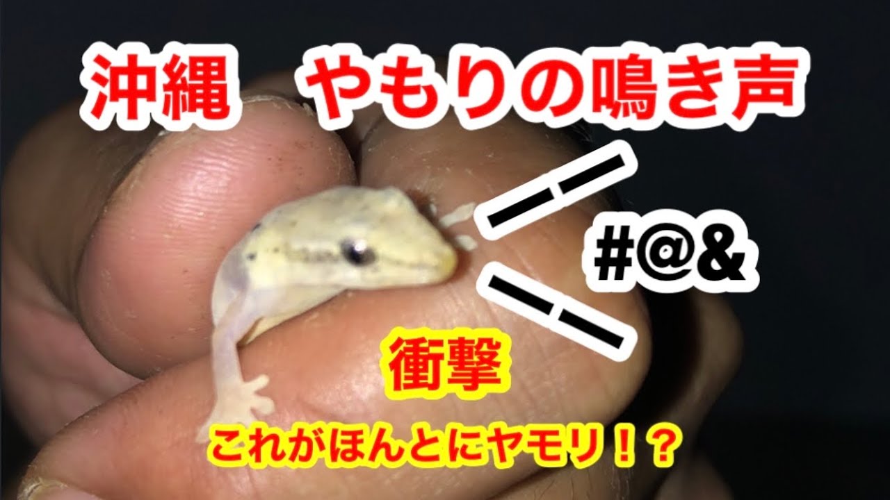沖縄 やもりの鳴き声 Youtube
