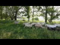 Grass-fed sheep on the move at Royer Farm in west central Indiana