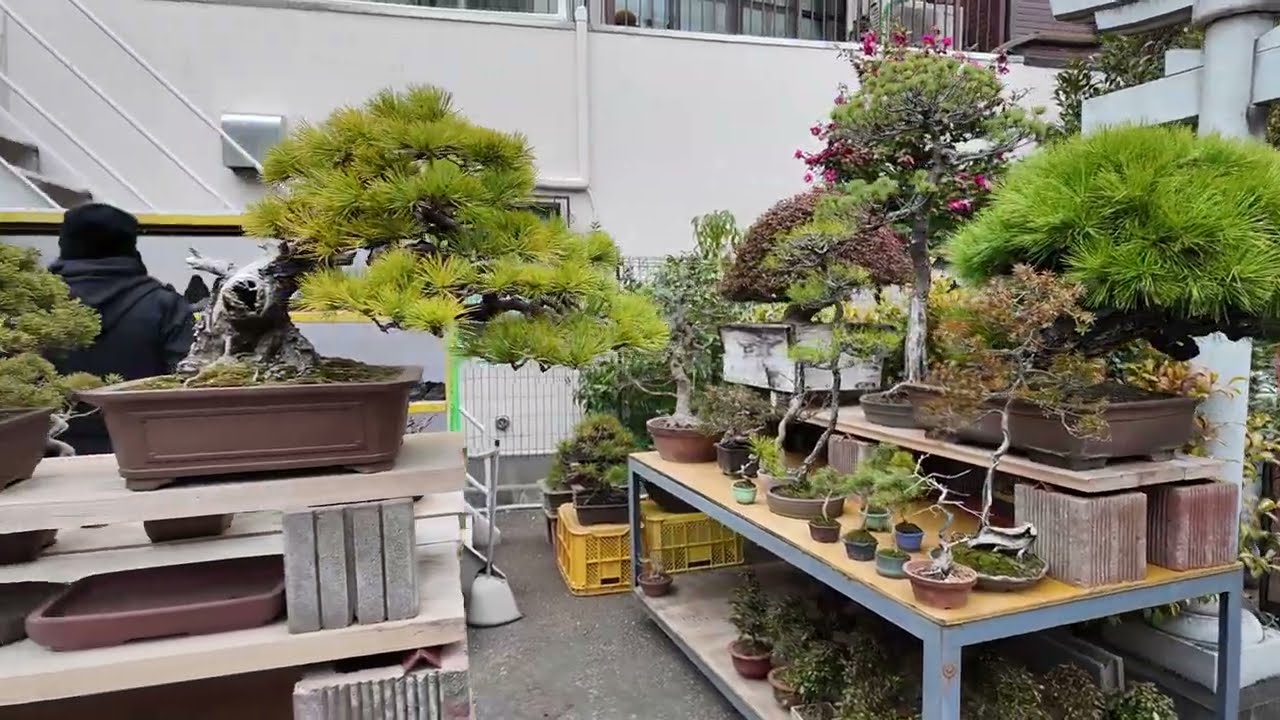 Ueno Green Club während der 100. Kokufu-ten / Bonsai Reise nach Japan Video #2