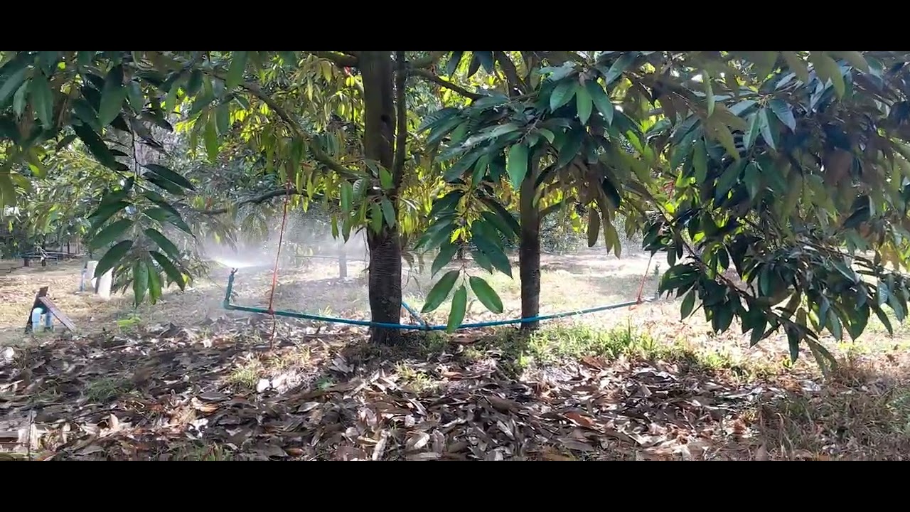 คนทำสวนเรียน#วันนี้ยังอยู่ที่สวนเหมือนเดิมจ้า🌳🌳2