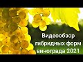 Видеообзор гибридных форм винограда.