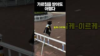 가르침을 받아도 어렵다 #강아지 #각종유머 #웃긴영상 #귀여운영상 #쇼츠 #shorts