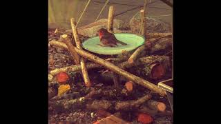 Red robin visits Barend reception