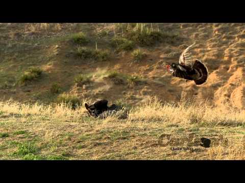 carlson's-choke-tubes-turkey-kills