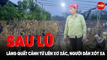 Làng quất cảnh Tứ Liên, Hà Nội sau lũ: Khung cảnh xơ xác, người dân xót xa, mất trắng mùa Tết | PLCS