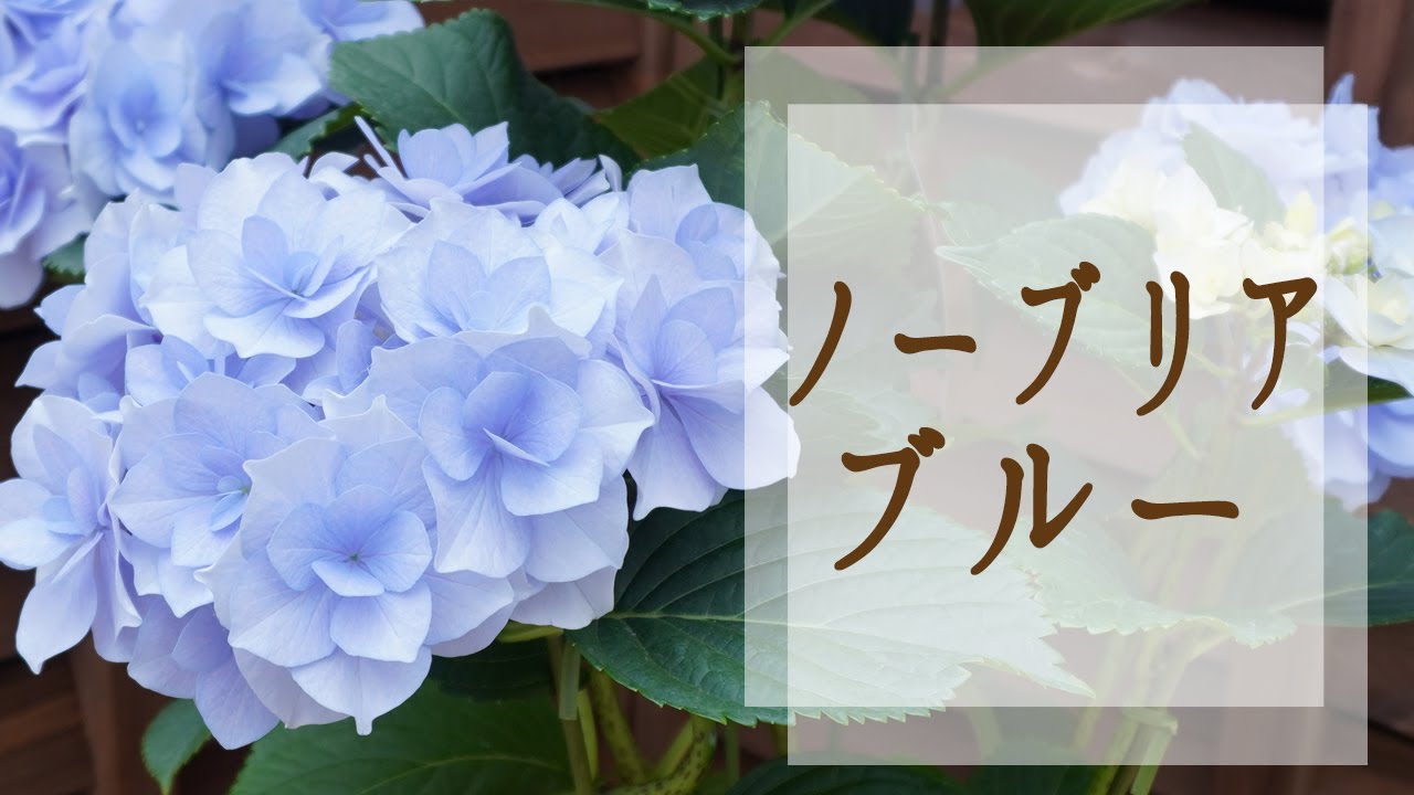 ノーブリアブルー解説 新品種あじさい さかもと園芸 - YouTube