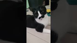 Kawasa naman ang pusa  #catshorts #catlovers #catsofyoutube