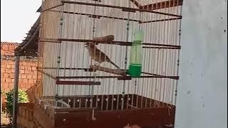 Tico tico canto forte ao vivo para foguear machos!