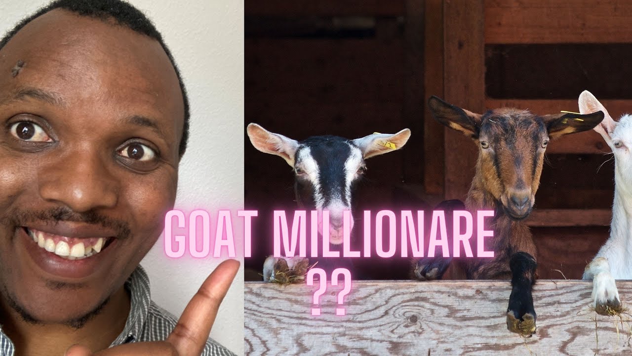 Goat Income How to be a goat millionaire in Kenya. The income part 2 - YouTube