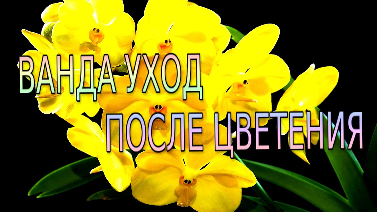 ВАНДА, УХОД ПОСЛЕ ЦВЕТЕНИЯ!!! - YouTube