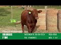 F104 - TOURO BRANGUS GERAÇÃO 2024 FAZENDA BASSO PANCOTTE