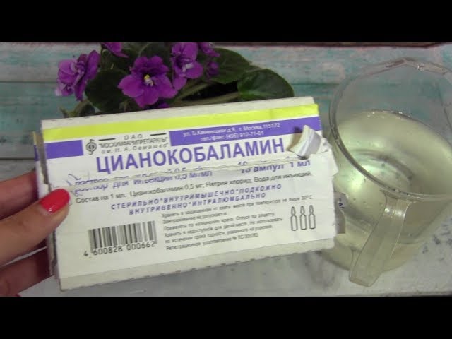 Как заставить цвести фиалку