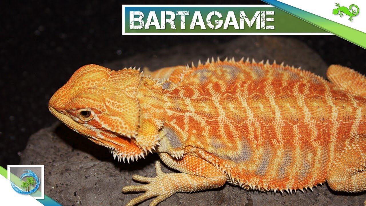 🦎 BARTAGAME - MaxresDefault