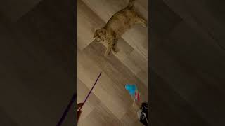 Tabs is in a playful mood ♥️ #rescuecat #cat #funnycats #tabby