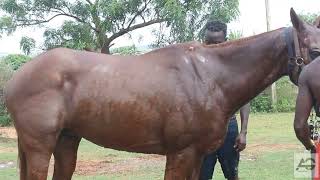 Mad horses: craziest seizures in horses on camera- this can happen to your horse