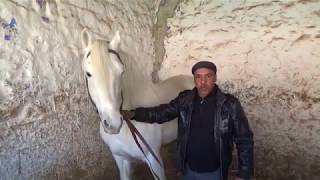 الخيول العربية الأصيلة و البربرية بتيارت