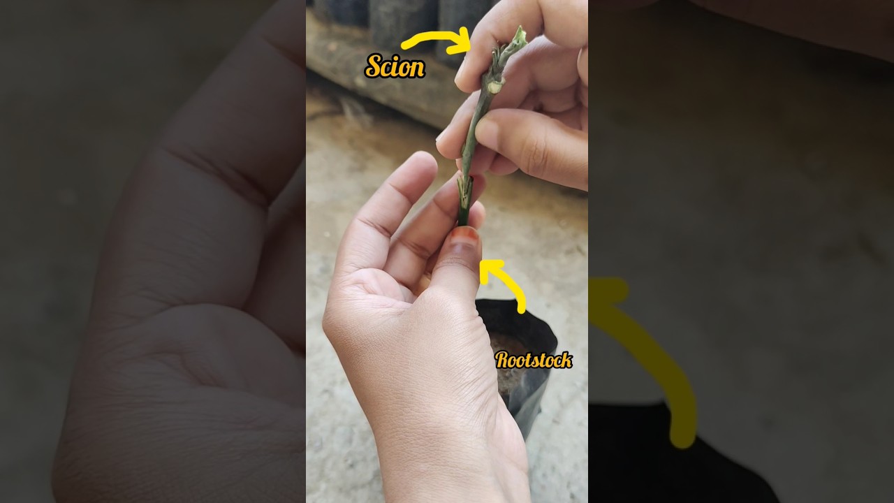 How to graft a mango plant?|| Importance of grafting||