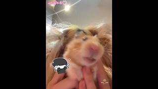 Shumshum hamster 🐹 XOXO & 吸鼠 #ハムスター #ペット #pets
