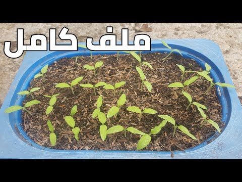 فيديو: 3 طرق لتنمو الورود السوداء