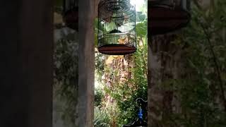 murai rasa Lovebird #birds #bird #shorts #trending