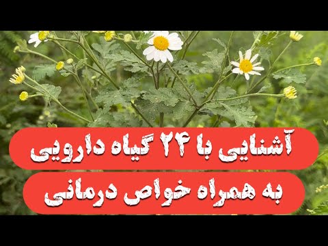 معرفی ۲۴ گیاه دارویی پر خاصیت در طبیعت به همراه خواص دارویی آنها 
