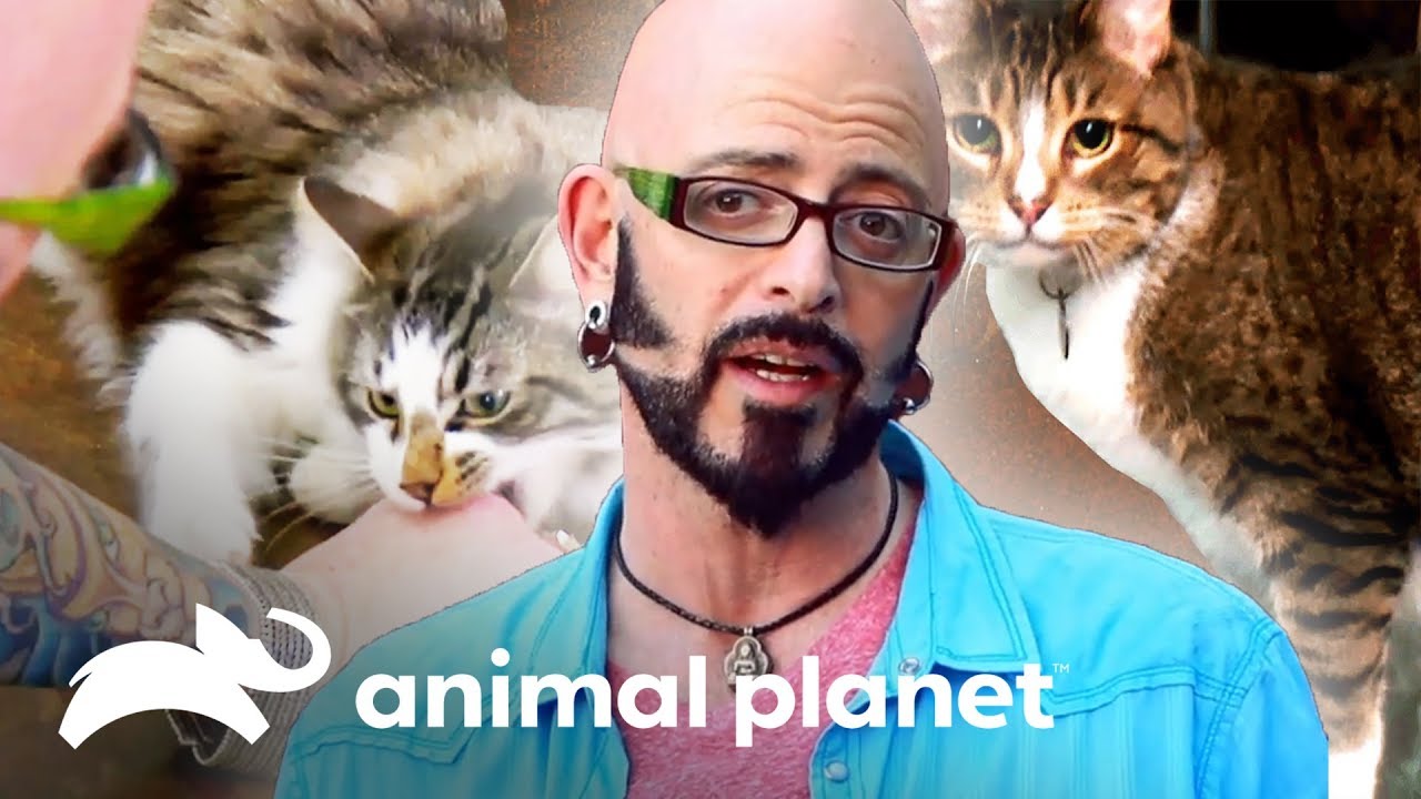 As maiores mudanças de comportamento | Meu Gato Endiabrado | Animal Planet Brasil camera iphone 8 plus apk