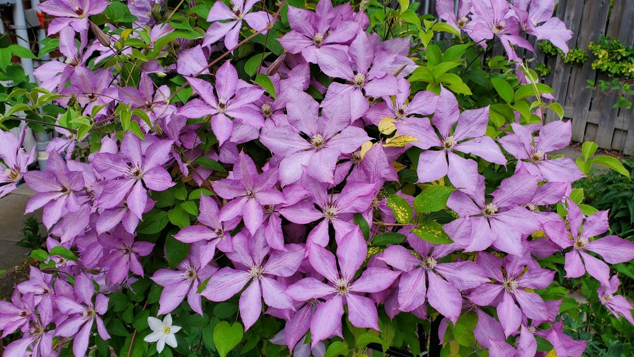 C类铁线莲进入盛花期