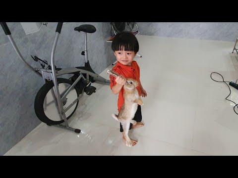 Con Thỏ 🐇 Tin chơi với bạn Thỏ con
