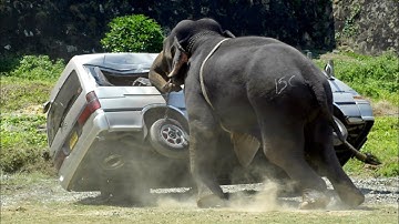 Elephant Attack on TukTuk - Elephant Attacks and Close Encounters!_elephant  attacks tiger hathi