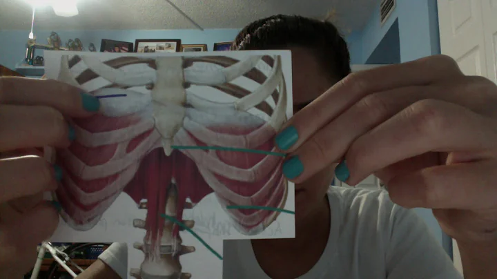 Origin Insertion Action and Innervation of Diaphragm