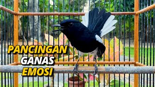 KACER GACOR PANCINGAN GANAS EMOSI