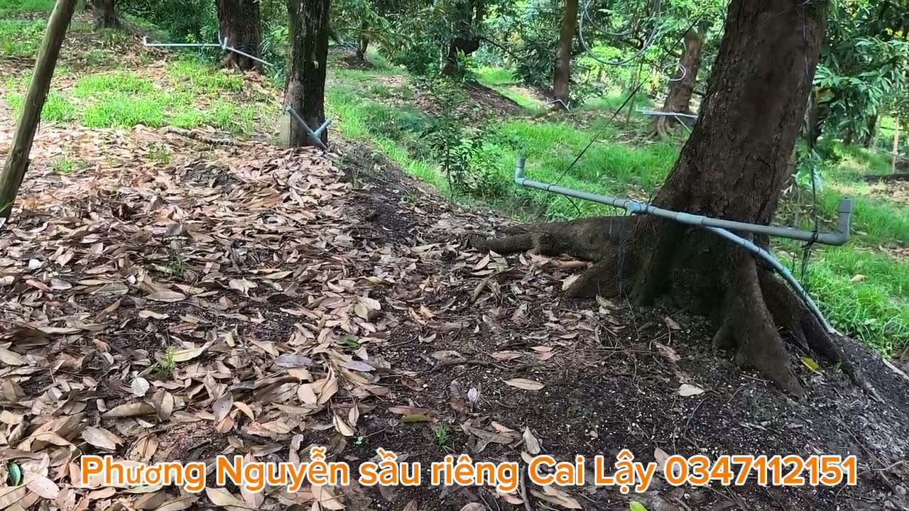 Xác định cây sầu riêng như thế nào để tưới PH