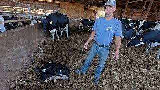 Maple Woods Dairy Farm S1 E6 Calf Birthing