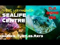 Sea Life Centre Great Yarmouth — Giant Turtle &amp; Reef Sharks in 360° Night Mode! | DJI Osmo 360