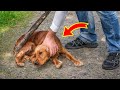 Dogs value for muslims | Why Muslims hate dogs?