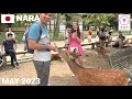【奈良公園】お辞儀する鹿に感激の外国人観光客! 鹿せんべい,記念写真,なでなで Feeding the Bowing Deer at Nara Park, Japan