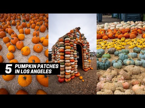 Video: Pumpkin Patches Nedaleko Louisville, Kentucky