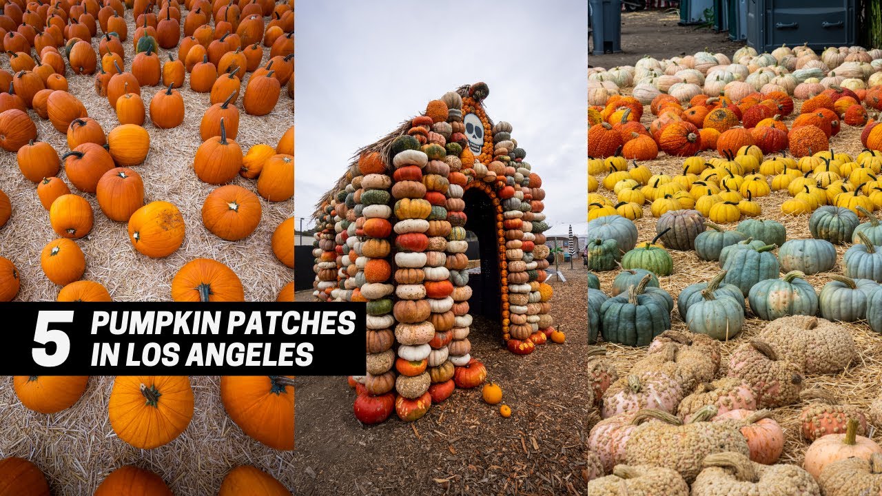 Pumpkin Patches Near Las Vegas: 7 Locations for Some Fall Fun