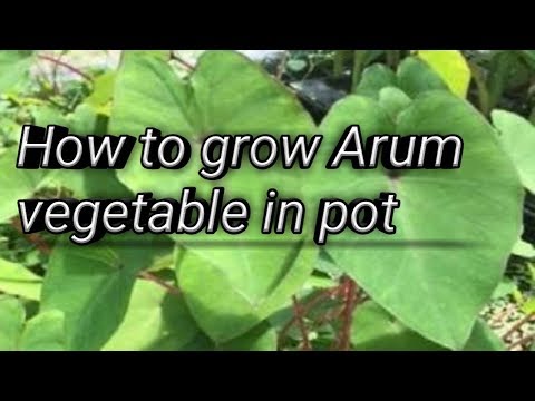 How to grow Arum vegetable|arvi vegetable|gardening with shahnoor|