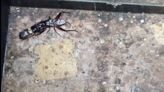 JANGKRIK KONSLET BUNYI, jangkrik kecil gantungan 24 jam,