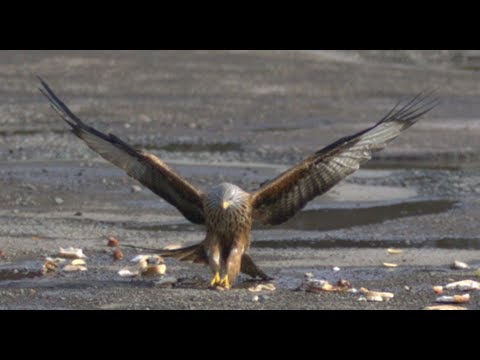 Red Kites in Slow Motion - The Slow Mo Guys