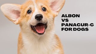 Albon vs. Panacure-C For Dogs: Comparison, Benefits, Risks, & Precautions