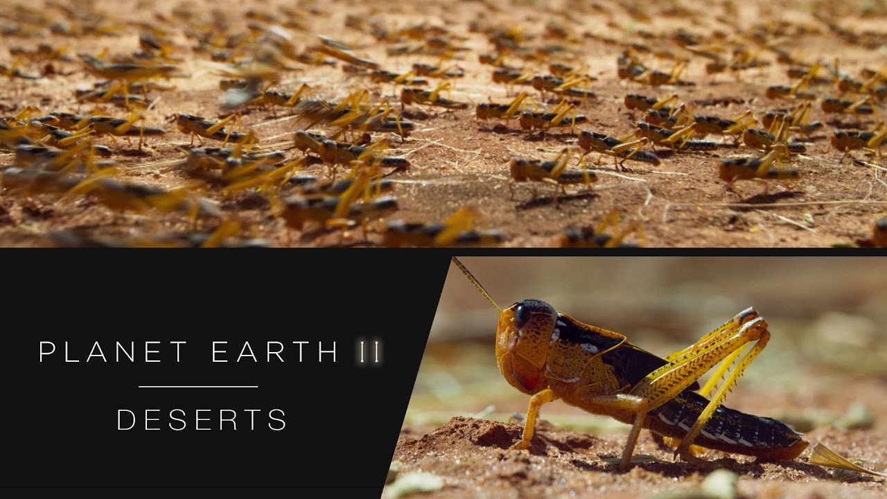 An epic swarm of locusts Earth II Deserts BBC