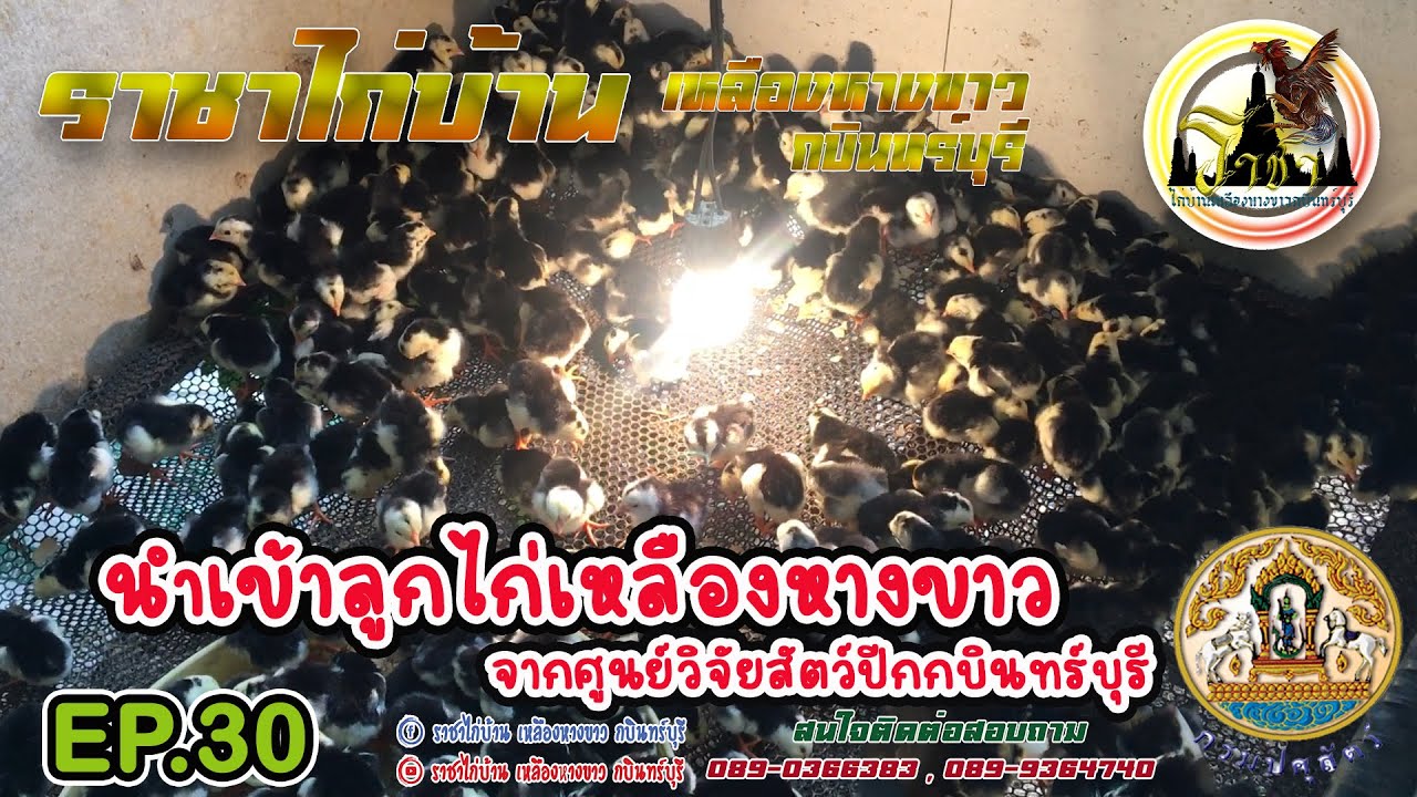 EP.30 นำเข้า ลูกไก่เหลืองหางขาวกบินทร์บุรี lll ราชาไก่บ้าน เหลืองหางขาวกบินทร์บุรี