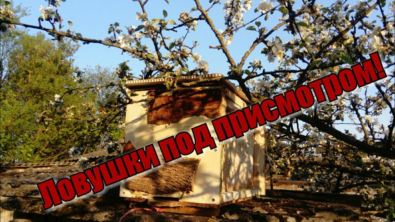 Последние две ловушки на пчёл ставлю на крыше дома "не своего"...Чтоб ...