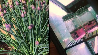 MAKING “chive blossom” vinegar