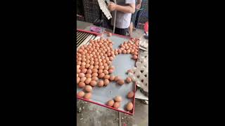 🎉🔴LIVE～Egg Sorting 🥚 2026-07-28