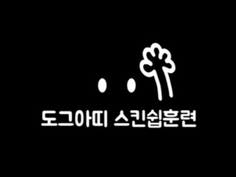 반려견 스킨쉽 둔감화/ 강아지가 만지면 물어요/ 강아지 입질/ 강아지 공격성