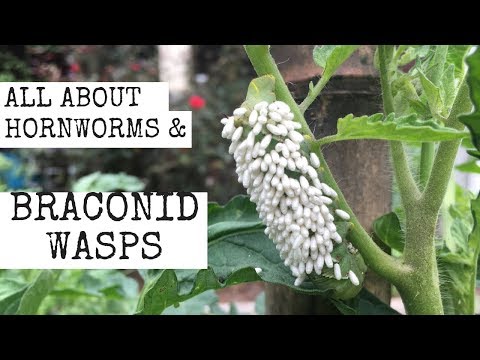 All about Hornworms & Braconid Wasps